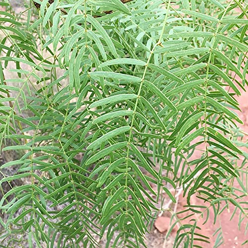 YEGAOL Garden 5Pcs Prosopis Glandulosa Seeds Honey Mesquite,Glandular Mesquite, Algarroba Fragrant Attracts Bees Heat & Drought Tolerant Deer Resistant Courtyard Garden Outdoor