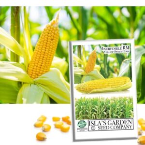 “incredible” rm sweet yellow corn, 75 heirloom seeds, sweet incredible flavor! fantastic addition to your home garden! (isla’s garden seeds),90% germination rates, non gmo seeds