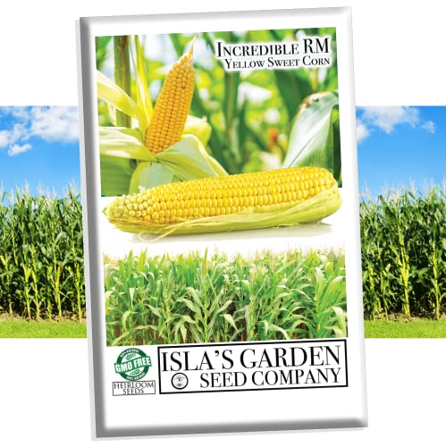 "Incredible" RM Sweet Yellow Corn, 75 Heirloom Seeds, Sweet Incredible Flavor! Fantastic Addition to Your Home Garden! (Isla's Garden Seeds),90% Germination Rates, Non GMO Seeds