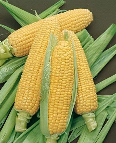 "Incredible" RM Sweet Yellow Corn, 75 Heirloom Seeds, Sweet Incredible Flavor! Fantastic Addition to Your Home Garden! (Isla's Garden Seeds),90% Germination Rates, Non GMO Seeds