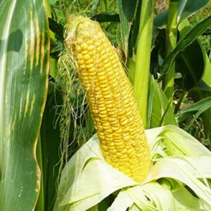 "Incredible" RM Sweet Yellow Corn, 75 Heirloom Seeds, Sweet Incredible Flavor! Fantastic Addition to Your Home Garden! (Isla's Garden Seeds),90% Germination Rates, Non GMO Seeds