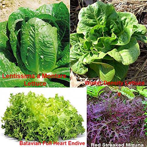 Please Read! This is A Mix!!! 1000+ Lettuce Mix 21 Varieties Seeds Heirloom Non-GMO. Seeds are not Individually Packaged!