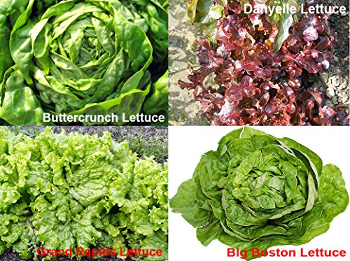 Please Read! This is A Mix!!! 1000+ Lettuce Mix 21 Varieties Seeds Heirloom Non-GMO. Seeds are not Individually Packaged!