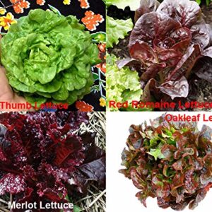 Please Read! This is A Mix!!! 1000+ Lettuce Mix 21 Varieties Seeds Heirloom Non-GMO. Seeds are not Individually Packaged!