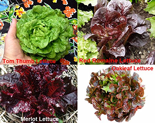 Please Read! This is A Mix!!! 1000+ Lettuce Mix 21 Varieties Seeds Heirloom Non-GMO. Seeds are not Individually Packaged!