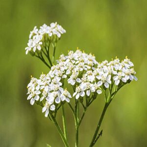 Outsidepride Perennial Achillea Millefolium Yarrow White Wild Flower & Herb Garden Plant - 1 LB