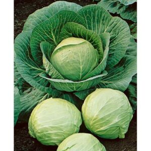 david’s garden seeds cabbage dutch early round 2358 (green) 50 non-gmo, heirloom seeds