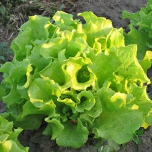 750 black seeded simpson lettuce seeds for planting 1.5+ grams non gmo heirloom garden vegetable survival baby greens bulk