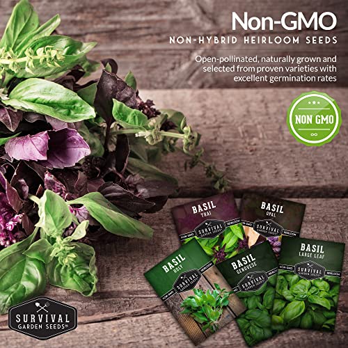 Survival Garden Seeds Basil Collection Seed Vault - Holy Basil, Genovese Basil, Large Leaf Basil, Opal Basil, and Thai Basil - Non-GMO Heirloom Seeds for Planting Delicious Herbs