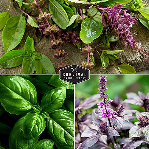 Survival Garden Seeds Basil Collection Seed Vault - Holy Basil, Genovese Basil, Large Leaf Basil, Opal Basil, and Thai Basil - Non-GMO Heirloom Seeds for Planting Delicious Herbs