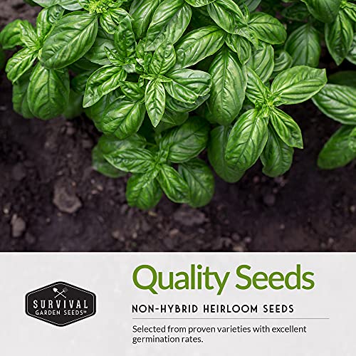 Survival Garden Seeds Basil Collection Seed Vault - Holy Basil, Genovese Basil, Large Leaf Basil, Opal Basil, and Thai Basil - Non-GMO Heirloom Seeds for Planting Delicious Herbs