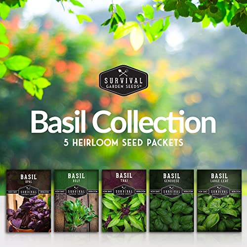 Survival Garden Seeds Basil Collection Seed Vault - Holy Basil, Genovese Basil, Large Leaf Basil, Opal Basil, and Thai Basil - Non-GMO Heirloom Seeds for Planting Delicious Herbs