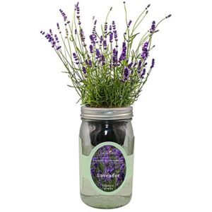environet hydroponic herb growing kit, self-watering mason jar herb garden starter kit indoor, windowsill herb garden, grow your own herbs from organic seeds (lavender)