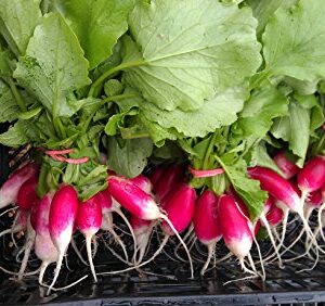 600 French Breakfast Radish Seeds Heirloom Non GMO Garden Vegetable Bulk Survival