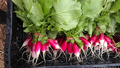 600 French Breakfast Radish Seeds Heirloom Non GMO Garden Vegetable Bulk Survival