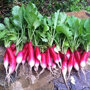 600 French Breakfast Radish Seeds Heirloom Non GMO Garden Vegetable Bulk Survival