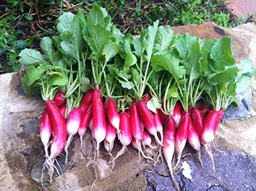 600 French Breakfast Radish Seeds Heirloom Non GMO Garden Vegetable Bulk Survival