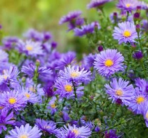 Smooth Blue Aster Seeds Wildflower Garden 100 Seeds