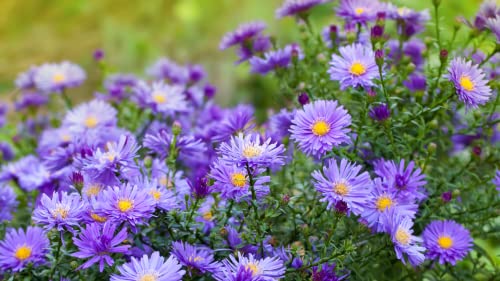 Smooth Blue Aster Seeds Wildflower Garden 100 Seeds