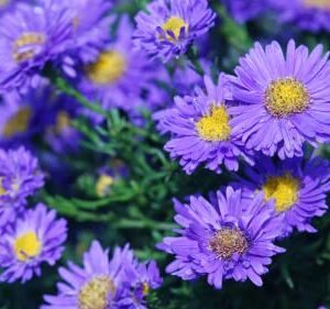 Smooth Blue Aster Seeds Wildflower Garden 100 Seeds