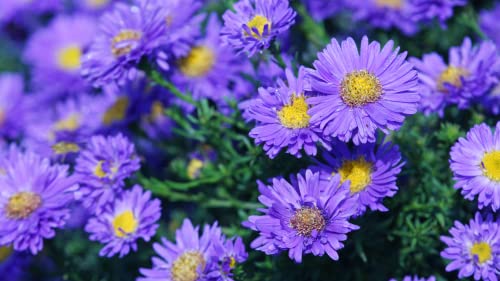 Smooth Blue Aster Seeds Wildflower Garden 100 Seeds