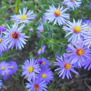 Smooth Blue Aster Seeds Wildflower Garden 100 Seeds