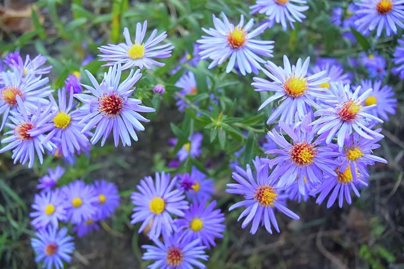 Smooth Blue Aster Seeds Wildflower Garden 100 Seeds