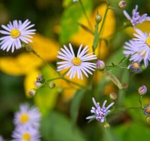 Smooth Blue Aster Seeds Wildflower Garden 100 Seeds