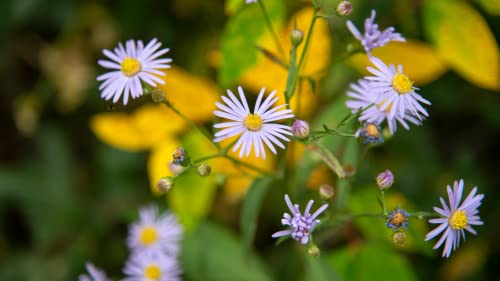 Smooth Blue Aster Seeds Wildflower Garden 100 Seeds