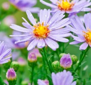 Smooth Blue Aster Seeds Wildflower Garden 100 Seeds