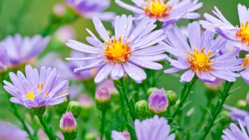 Smooth Blue Aster Seeds Wildflower Garden 100 Seeds