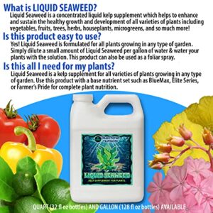 Liquid Seaweed for Plants (128 oz) Gallon | Concentrated Liquid Kelp Supplement | Makes UP to 1,890 GALLONS | for All Plants & Gardens | Blue Planet Nutrients