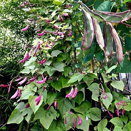 MOKALALA 30 Pcs Purple Hyacinth Bean Seeds Heirloom Red Leaved Plant Vine Seeds | Non-GMO | Purple Flower Lablab purpureus Vegetable Fresh Garden Seeds