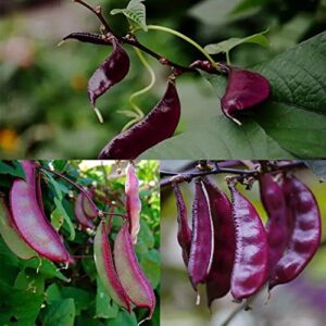 MOKALALA 30 Pcs Purple Hyacinth Bean Seeds Heirloom Red Leaved Plant Vine Seeds | Non-GMO | Purple Flower Lablab purpureus Vegetable Fresh Garden Seeds