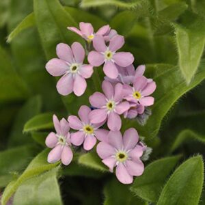 outsidepride cynoglossum amabile pink chinese forget-me-not garden flower plant seeds – 1000 seeds