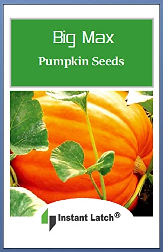 20 Big Max Pumpkin Seeds | Non-GMO | Fresh Garden Seeds