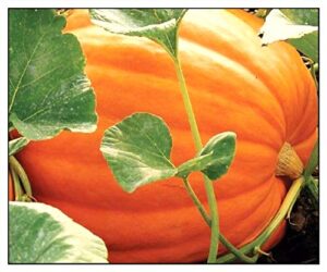 20 big max pumpkin seeds | non-gmo | fresh garden seeds