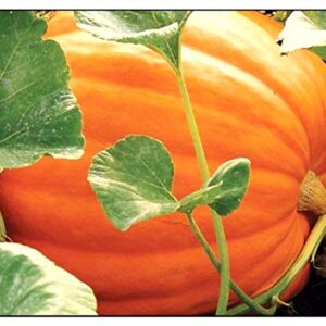 20 Big Max Pumpkin Seeds | Non-GMO | Fresh Garden Seeds