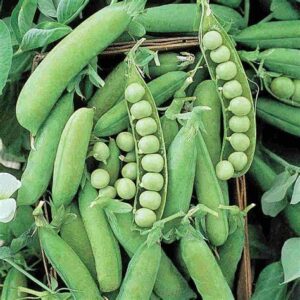 120 early alaska pea seeds for planting heirloom non gmo 1 ounce of seeds garden vegetable bulk survival