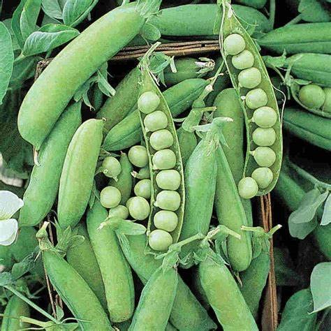 120 Early Alaska Pea Seeds for Planting Heirloom Non GMO 1 Ounce of Seeds Garden Vegetable Bulk Survival