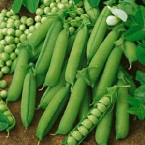 120 Early Alaska Pea Seeds for Planting Heirloom Non GMO 1 Ounce of Seeds Garden Vegetable Bulk Survival