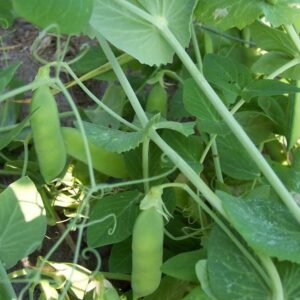 120 Early Alaska Pea Seeds for Planting Heirloom Non GMO 1 Ounce of Seeds Garden Vegetable Bulk Survival