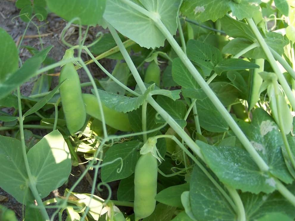 120 Early Alaska Pea Seeds for Planting Heirloom Non GMO 1 Ounce of Seeds Garden Vegetable Bulk Survival
