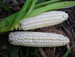 70 stowell’s evergreen sweet corn seeds heirloom non gmo 14+ grams garden vegetable bulk survival
