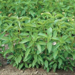 david’s garden seeds herb basil lime fba-5987 (green) 200 non-gmo, heirloom seeds
