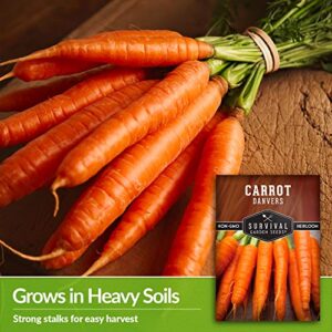 Survival Garden Seeds - Danvers Carrot Seed for Planting - Packet with Instructions to Plant and Grow Long Storing Deep Orange Carrots in Your Home Vegetable Garden - Non-GMO Heirloom Variety