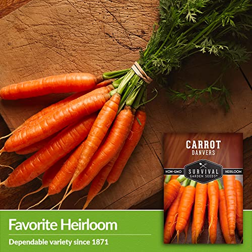 Survival Garden Seeds - Danvers Carrot Seed for Planting - Packet with Instructions to Plant and Grow Long Storing Deep Orange Carrots in Your Home Vegetable Garden - Non-GMO Heirloom Variety