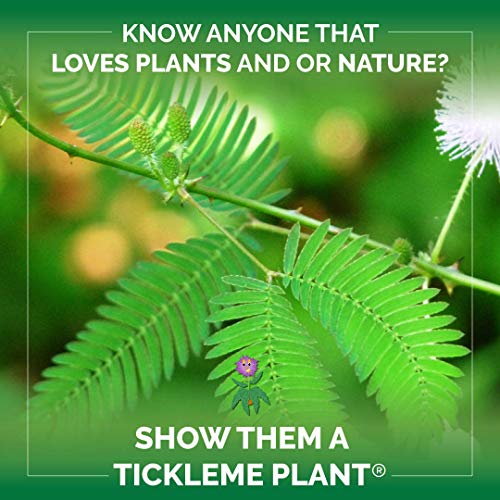 TickleMe Plant Seeds Packets (2) Party Favor! Leaves Fold Together When You Tickle It. Great Science Fun, Easy to Grow Indoors. It Can Flower. Include 10 Activities. Re-Opens in Minutes!