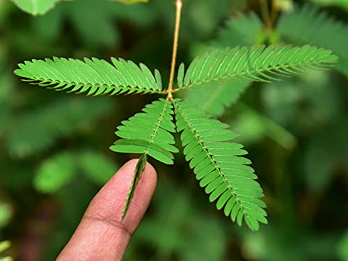 TickleMe Plant Seeds Packets (2) Party Favor! Leaves Fold Together When You Tickle It. Great Science Fun, Easy to Grow Indoors. It Can Flower. Include 10 Activities. Re-Opens in Minutes!