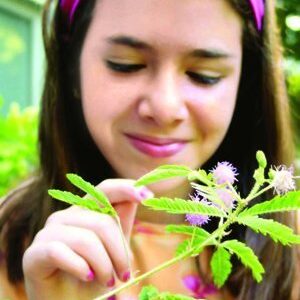 TickleMe Plant Seeds Packets (2) Party Favor! Leaves Fold Together When You Tickle It. Great Science Fun, Easy to Grow Indoors. It Can Flower. Include 10 Activities. Re-Opens in Minutes!